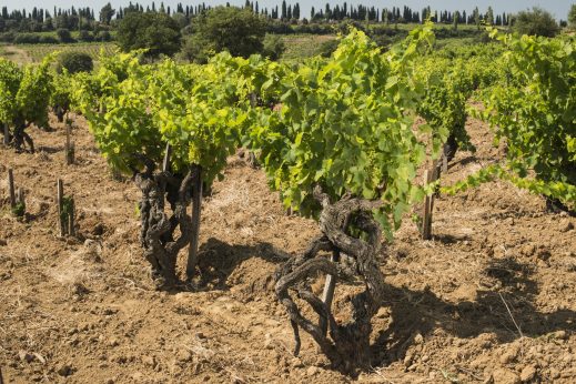 La Crau Ouest - Châteauneuf-du-Pape