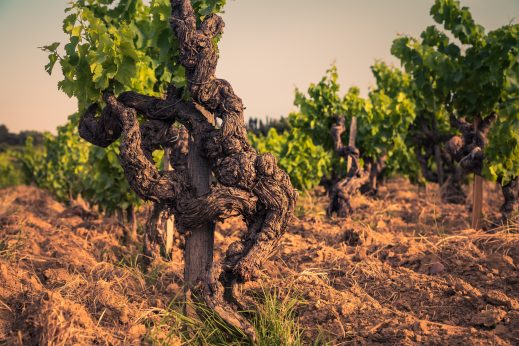 La Crau Ouest - Châteauneuf du Pape