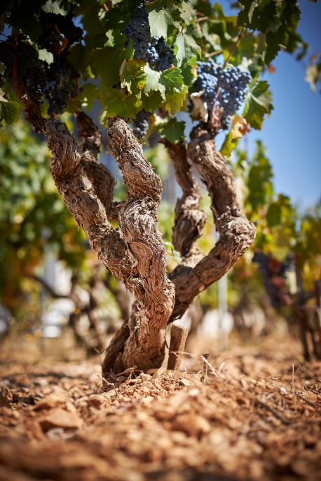 Mourvèdre - Les Hautes Garrigues - Gigondas